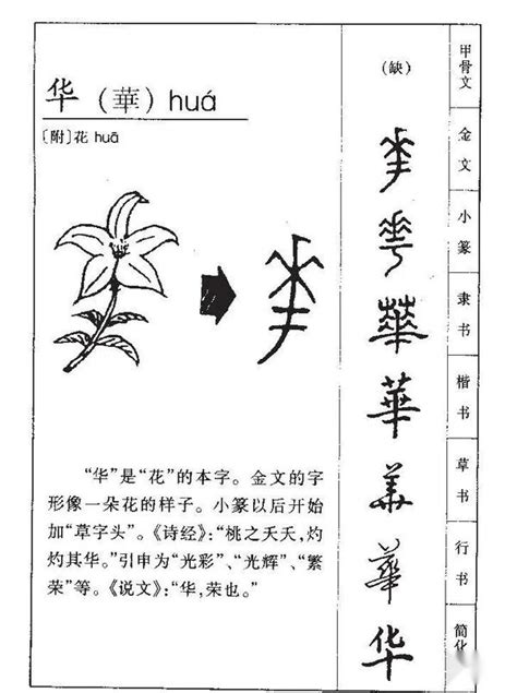 華名字意思|华的意思